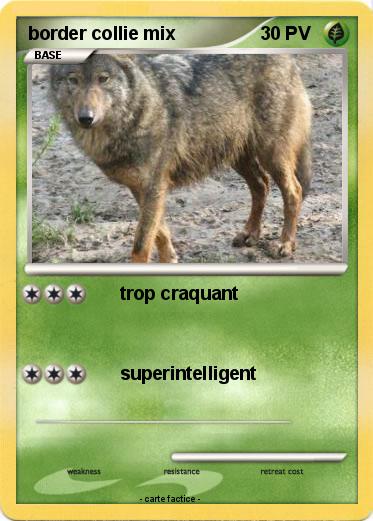 Pokemon border collie mix