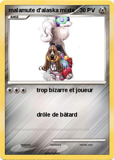 Pokemon malamute d'alaska mixte
