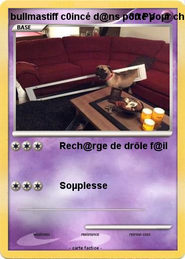 Pokemon bullmastiff c0incé d@ns porte poµr chat