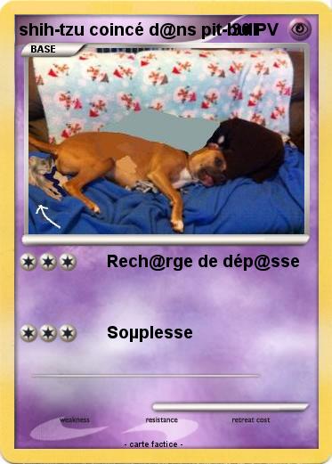 Pokemon shih-tzu coincé d@ns pit-bull
