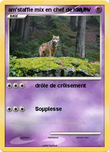 Pokemon am'staffie mix en chef de meµte