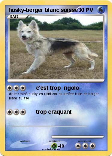 Pokemon husky-berger blanc suisse