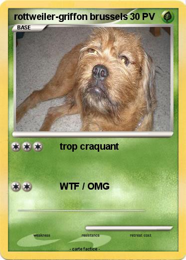 Pokemon rottweiler-griffon brussels