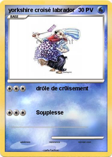 Pokemon yorkshire croisé labrador