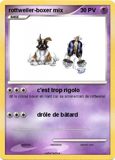 Pokemon rottweiler-boxer mix