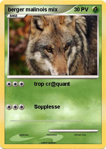 Pokemon berger malinois mix