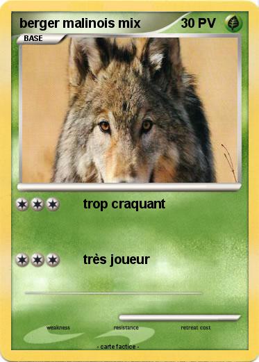 Pokemon berger malinois mix