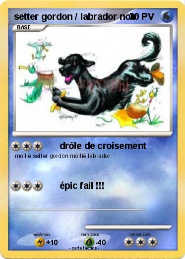 Pokemon setter gordon / labrador noir
