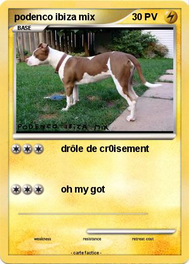 Pokemon podenco ibiza mix
