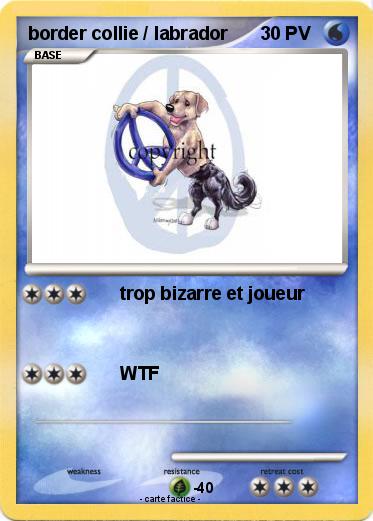 Pokemon border collie / labrador