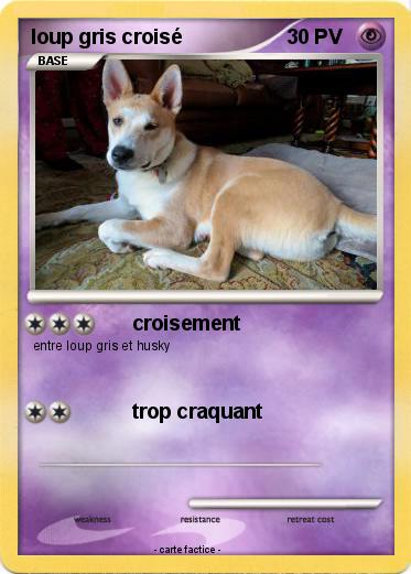 Pokemon loup gris croisé