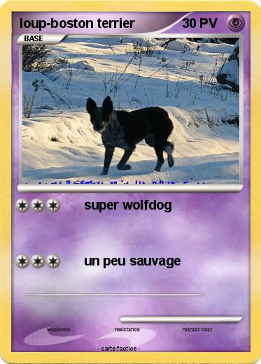 Pokemon loup-boston terrier