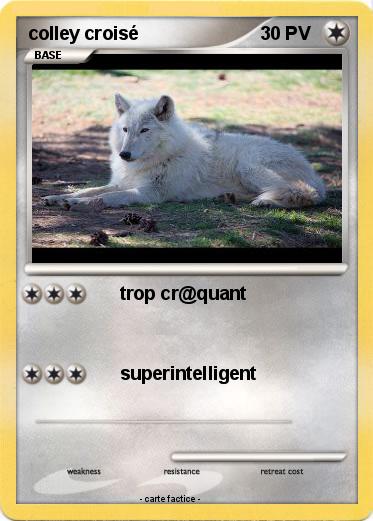 Pokemon colley croisé