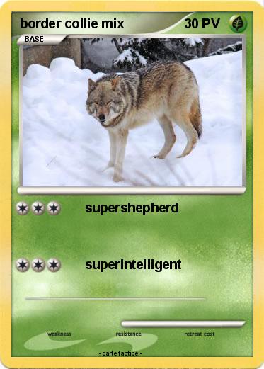 Pokemon border collie mix