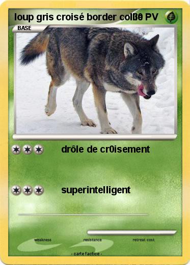 Pokemon loup gris croisé border collie