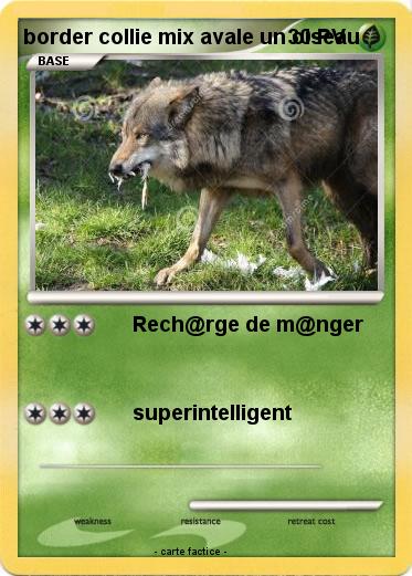 Pokemon border collie mix avale un oiseau