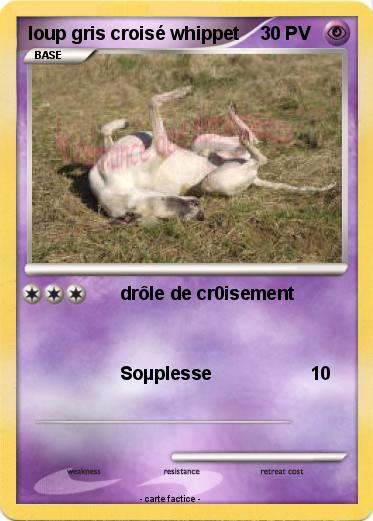 Pokemon loup gris croisé whippet