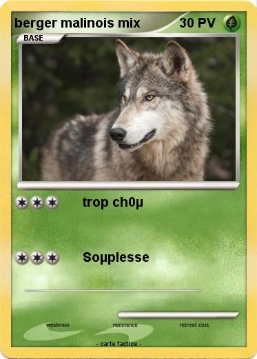 Pokemon berger malinois mix