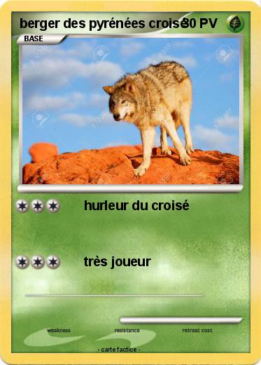 Pokemon berger des pyrénées croisé