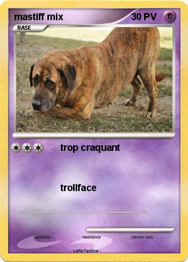 Pokemon mastiff mix