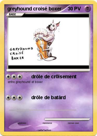 Pokemon greyhound croisé boxer