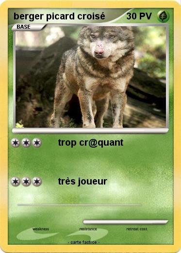 Pokemon berger picard croisé