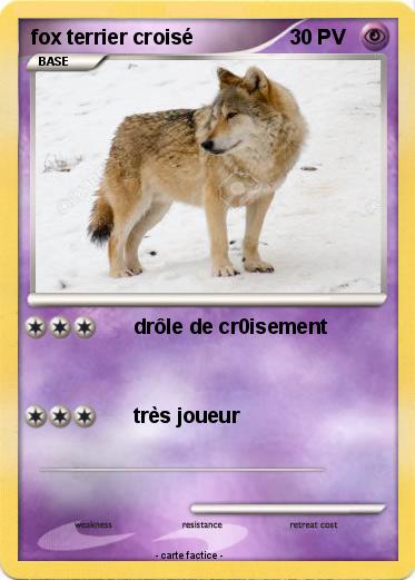 Pokemon fox terrier croisé