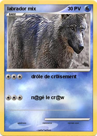 Pokemon labrador mix