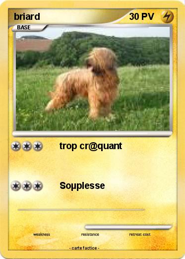 Pokemon briard