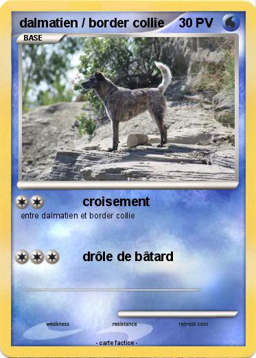 Pokemon dalmatien / border collie