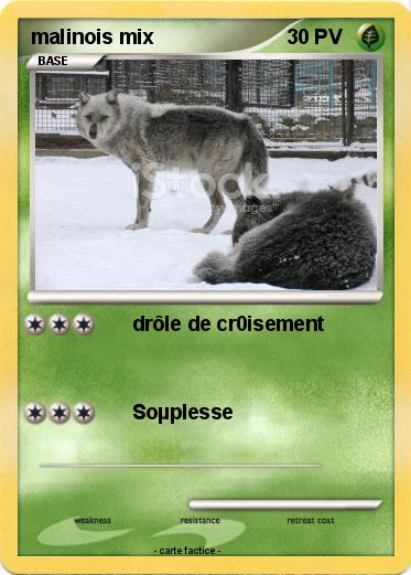 Pokemon malinois mix