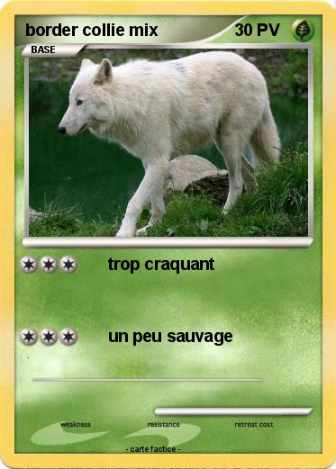 Pokemon border collie mix