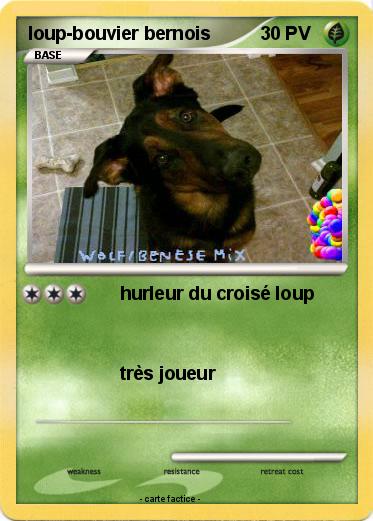 Pokemon loup-bouvier bernois