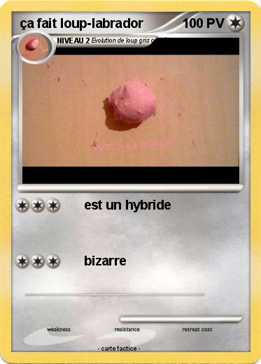 Pokemon ça fait loup-labrador
