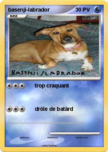 Pokemon basenji-labrador