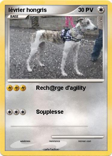 Pokemon lévrier hongris