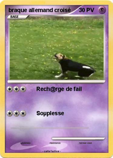 Pokemon braque allemand croisé