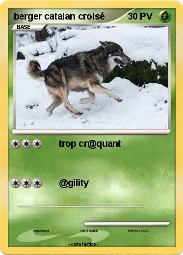 Pokemon berger catalan croisé
