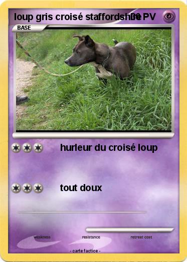 Pokemon loup gris croisé staffordshire