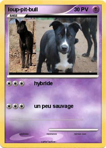 Pokemon loup-pit-bull
