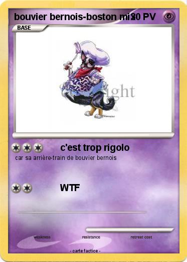 Pokemon bouvier bernois-boston mix