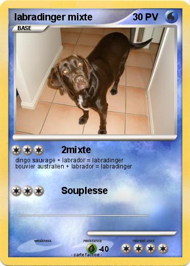 Pokemon labradinger mixte