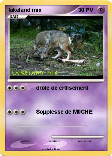 Pokemon lakeland mix