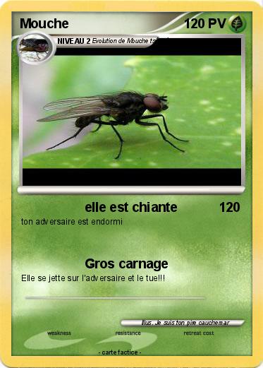 Pokemon Mouche
