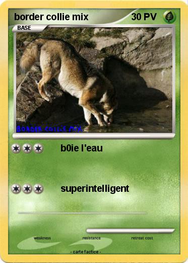 Pokemon border collie mix