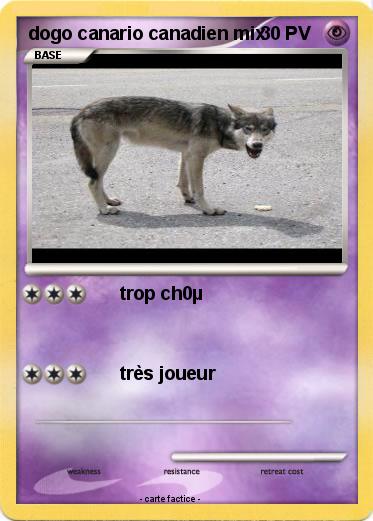 Pokemon dogo canario canadien mix