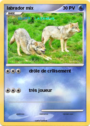 Pokemon labrador mix