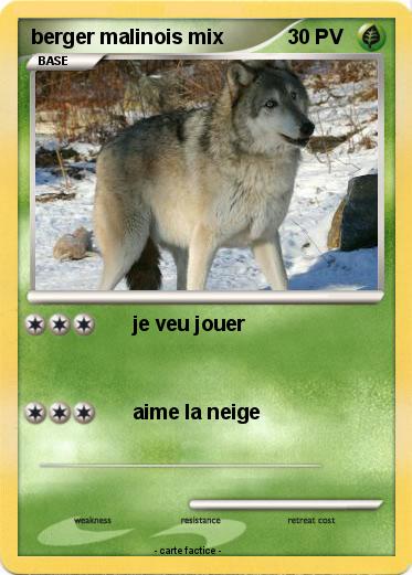 Pokemon berger malinois mix