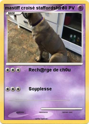 Pokemon mastiff croisé staffordshire