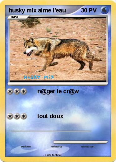 Pokemon husky mix aime l'eau